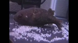 Pao brevirostris spawning eggs