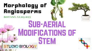 Class 11-Botany Lecture-Discuss The Sub-Aerial Modifications Of Stem -3.23