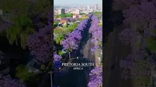 Is this South Africa or Europe? 🌸 Follow for daily hidden gems💎 #Pretoria #SouthAfrica #TravelShorts