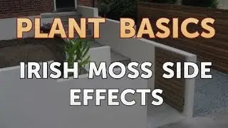 Irish Moss Side Effects
