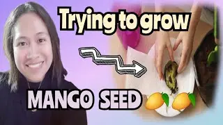MY PROCESS TO GROW A MANGO SEED INDOOR