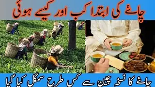 When Tea was use Ist time in world|Laraib voice