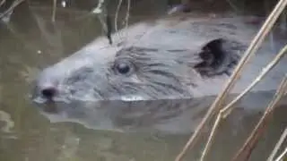 Bebras / European beaver /  Castor fiber