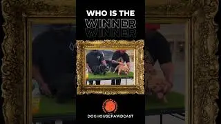 #dog #bully #bullyworldwide