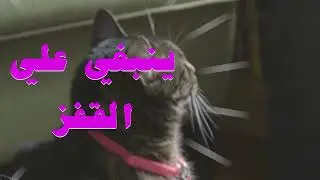 King of cats