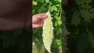 Harvest #harvester #shortstrending #growagarden #organicfarming #organicfood #backyardgarden #ytsh
