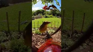 Bird catch up 🐦 #insta360go3