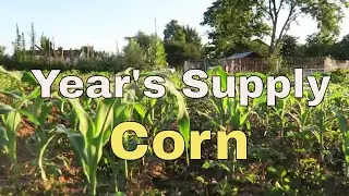 A Year's Supply of Corn Meal: Growing our own Arepas.