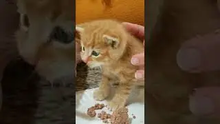 Приучаем 4-недельного котенка есть