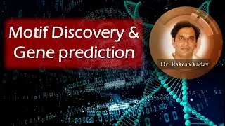 Motif discovery & Gene Prediction