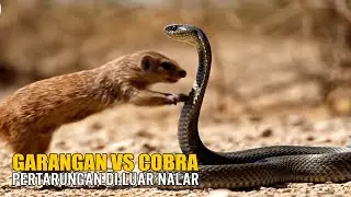 Garangan vs Ular Kobra &ndash; Pertarungan Mematikan Di Alam Liar