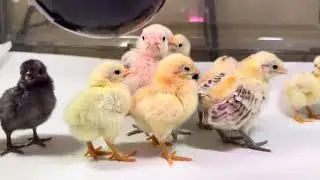 World&rsquo;s Smallest Chicken Breed: NEW SERAMA BABIES