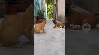 #funny #cat #dog  #viral #fighting cat hitting dog