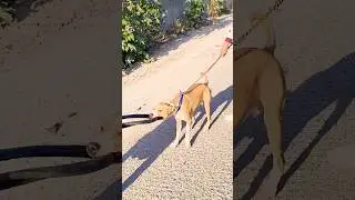 Top 3 Sabse Khatarnak Dogs | No.1 Dekh Kar Dar Jaoge 😱#pitbull #shorts #dog