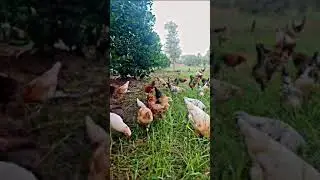 FREE RANGE  CHICKEN READY FOR EGGS FIRST TIME IN TOBA TEK SINGH.
