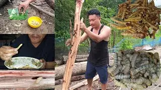 Tairel au(Tree) manungda yaoba One of the most delicious Naga food || Worms Mukbang || Manipur