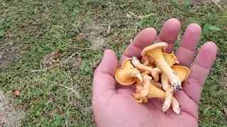 A Fungus Among Us