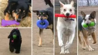 Pelota 