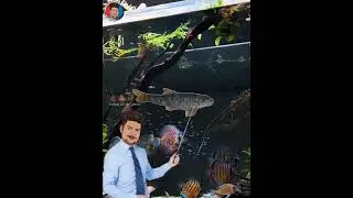 🤯 Fish Pedicure பக்கம் போகவே போயிடாதீங்க 💯💀 #shorts #fish #facts #factshorts #ennasoldrajack