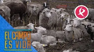 Los mellizos de Isabel y Lidia | El campo es vida
