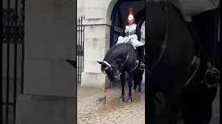 Kitten Approaches a Royal Horse &mdash; The REACTION Surprises Everyone