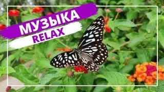 РЕЛАКС МУЗЫКА || РАССЛАБЛЯЮЩАЯ МУЗЫКА || RELAX MUSIC