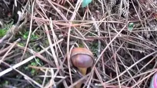 Belle pousse de Bolets Bai