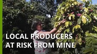 Traditional communities&rsquo; prize-winning coffee and cacha&ccedil;a at risk from Brazil mine