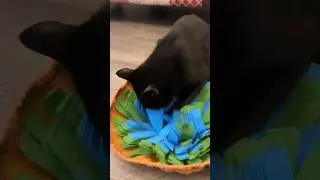 Foraging mat for cats and dogs #foragingcats #foragingdogs