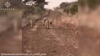 Brave Honey Badger Fights Off 4 Lions Alone