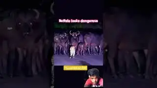 cheetah Vs cows #trending #trendingshorts#youtubeshortsviral #trendinganimals #wildlife #hiphop 😇🎧⚠️