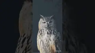 DON&rsquo;T BLINK&hellip; The Owl Saw Something 😳🦉#animals #reels #viral #owl
