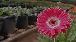 Cultivo de Gerbera. Parte#2: Siembra y Condiciones