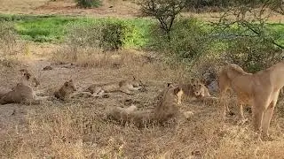 Surprise encounter with a pride of lions.