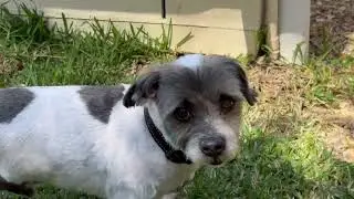 Fostering A Rescue Dog - Walter - Week 1 | Real Life Experience of Foster Care For Surrended Dog