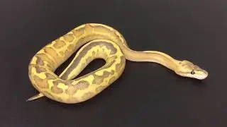 Leopard Puma Ball Python!