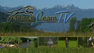 animal learn TV - 21.7.2013