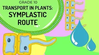 SYMPLASTISCHER WEG | Wassertransport in Pflanzen &uuml;ber das Zellzytoplasma