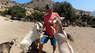 Gökçeada Keçilerini Beslemek
