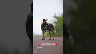 The Rarest ⚡Dangerous Wild Dog With Unreal Body Patterns 😱🔥#WildDog #ShockingAnimals #ViralShorts