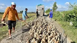 Ducks migrate to find a new land in early spring