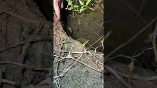 Eel fishing | Catching Eel | Hunting Eel From Hole Using Hook #00281