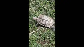 #Short Turtle /Walking