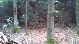 Wildschweine im Garather Wald