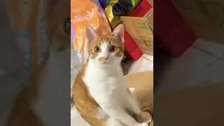 Рычание 🤣