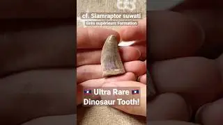 Siamraptor Dinosaur Fossil Tooth