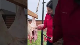 Cut and cook lamb testicles! #royallqt