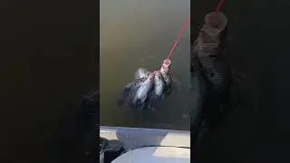 На сайте Urbansportfishing.net появились самые лучшие приманки!