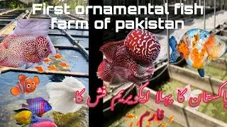 The First Ornamental Fish Farm In Pakistan |aquarium fish farming in pakistan