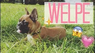 HUNDEWELPE MAILO ♡ FRANZÖSISCHE BULLDOGGE WELPE | EinfachVanessa